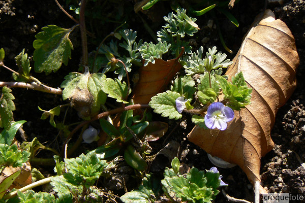 c'est le printemps