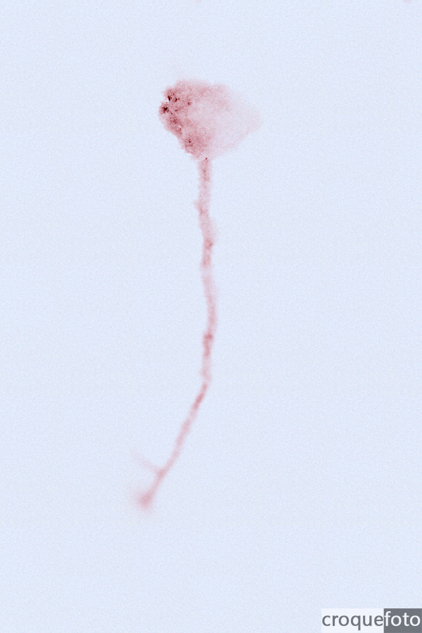 hiver infra rouge hiver infra rouge