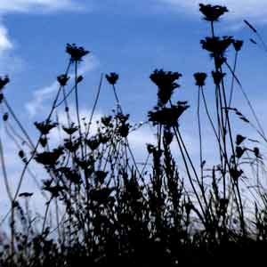 herbes