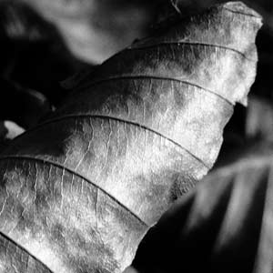 feuilles mortes