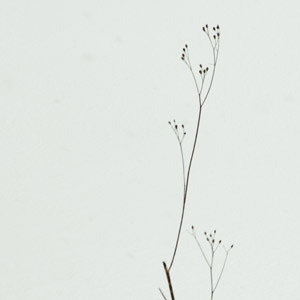 neige