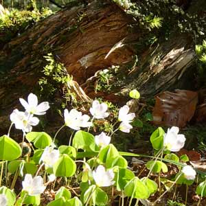 jardin forestier