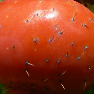 rosier rouge