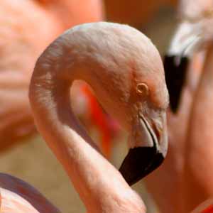 flamands roses