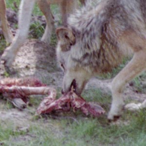 une faim de loups