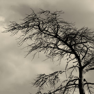arbre mort
