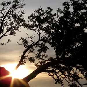 arbres - lever de soleil au markstein