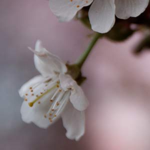 cerisiers en fleurs