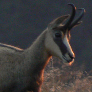 chamois