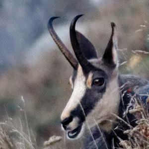 chamois