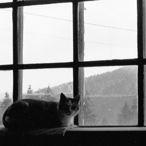 chat à la fenêtre
