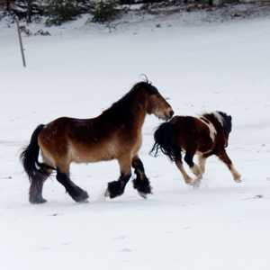 chevaux