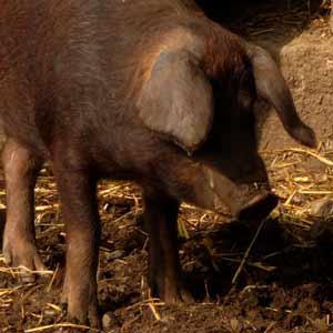 et cochon qui s'en dédit