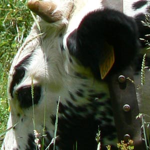 vache vosgienne