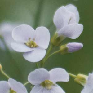 cardamine des prés