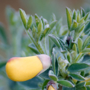 genêt