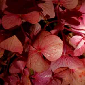 hortensias