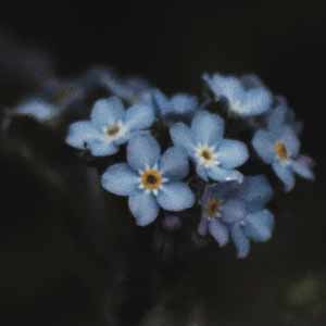 myosotis