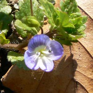 fleur et feuille