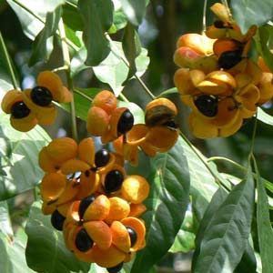 fruits oranges