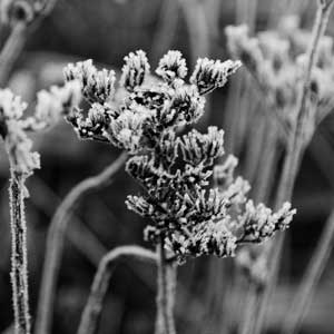 frozen
