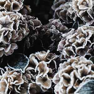 givre 2