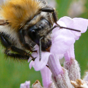 bourdon à la lavande