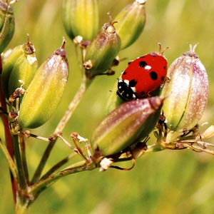 coccinelle