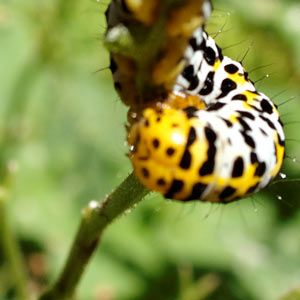 jeune papillon