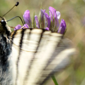 flambé (iphiclides podalirius)