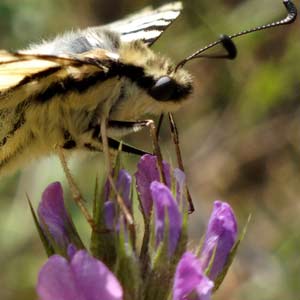 flambé (iphiclides podalirius)