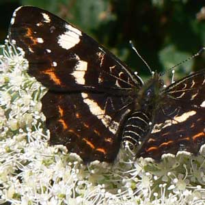 araschnia levana (la carte géographique)