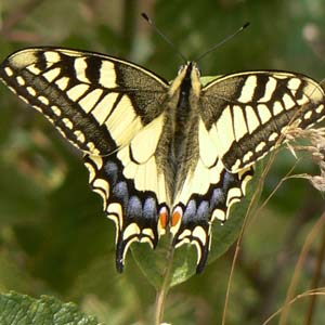 machaon (papilio machaon)