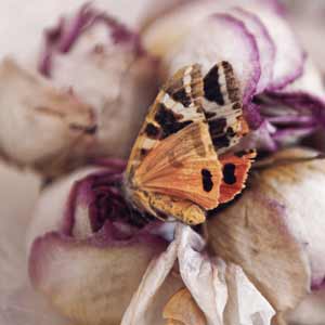 papillon rose