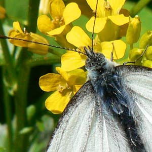 piéride du chou (pieris brassicae)