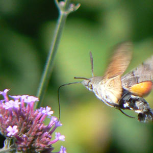 sphinx colibri