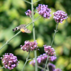 sphinx colibri