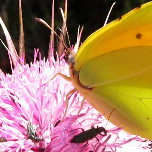 citron et némusien à la curée