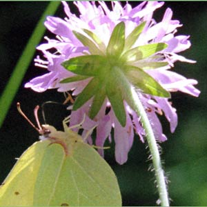 papillon citron (gonepterix rhamni)