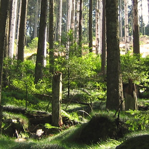 forêt