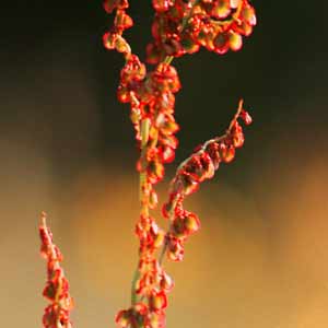 oseille des prés