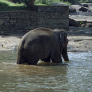bain des éléphants - orphelinat de pinnewala